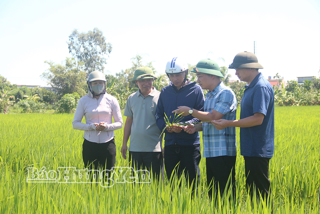 Chi cục Trồng trọt và Bảo vệ thực vật kiểm tra, đôn đốc công tác phòng, trừ sâu bệnh tại một số địa phương