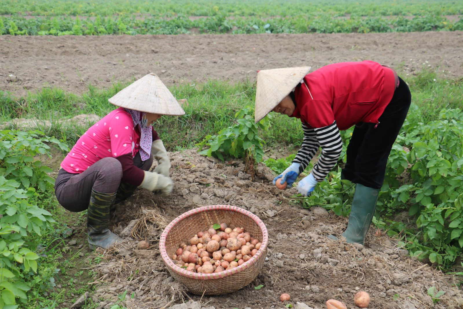 Hiệu quả từ liên kết sản xuất và tiêu thụ sản phẩm vụ Xuân 2025