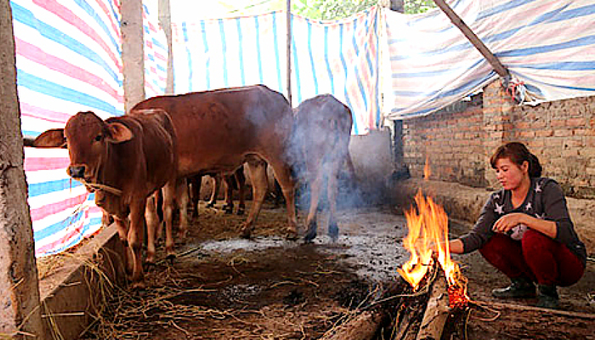 Phòng chống rét cho trâu, bò