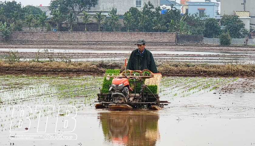Thị trấn Kiến Xương: Đẩy mạnh cơ giới hóa trong gieo cấy lúa xuân