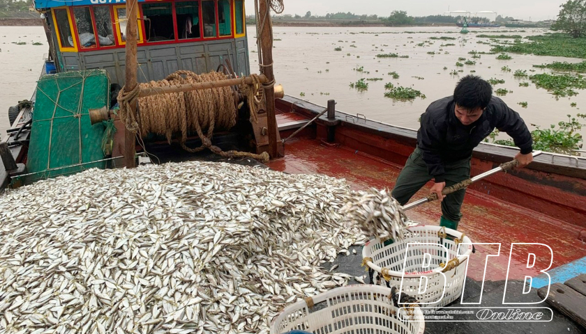 Thái Thụy: Có trên 150 doanh nghiệp, cơ sở sản xuất chế biến thủy sản