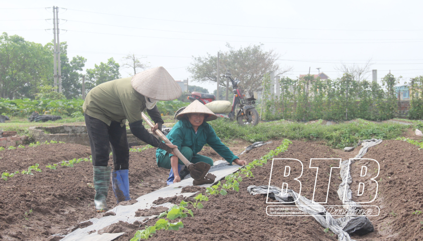 Phát triển nông nghiệp vùng ven đô
