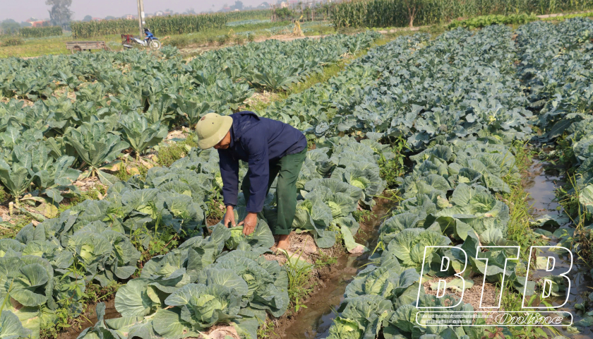 Nông dân xã Liên An Đô: Thi đua sản xuất, kinh doanh giỏi