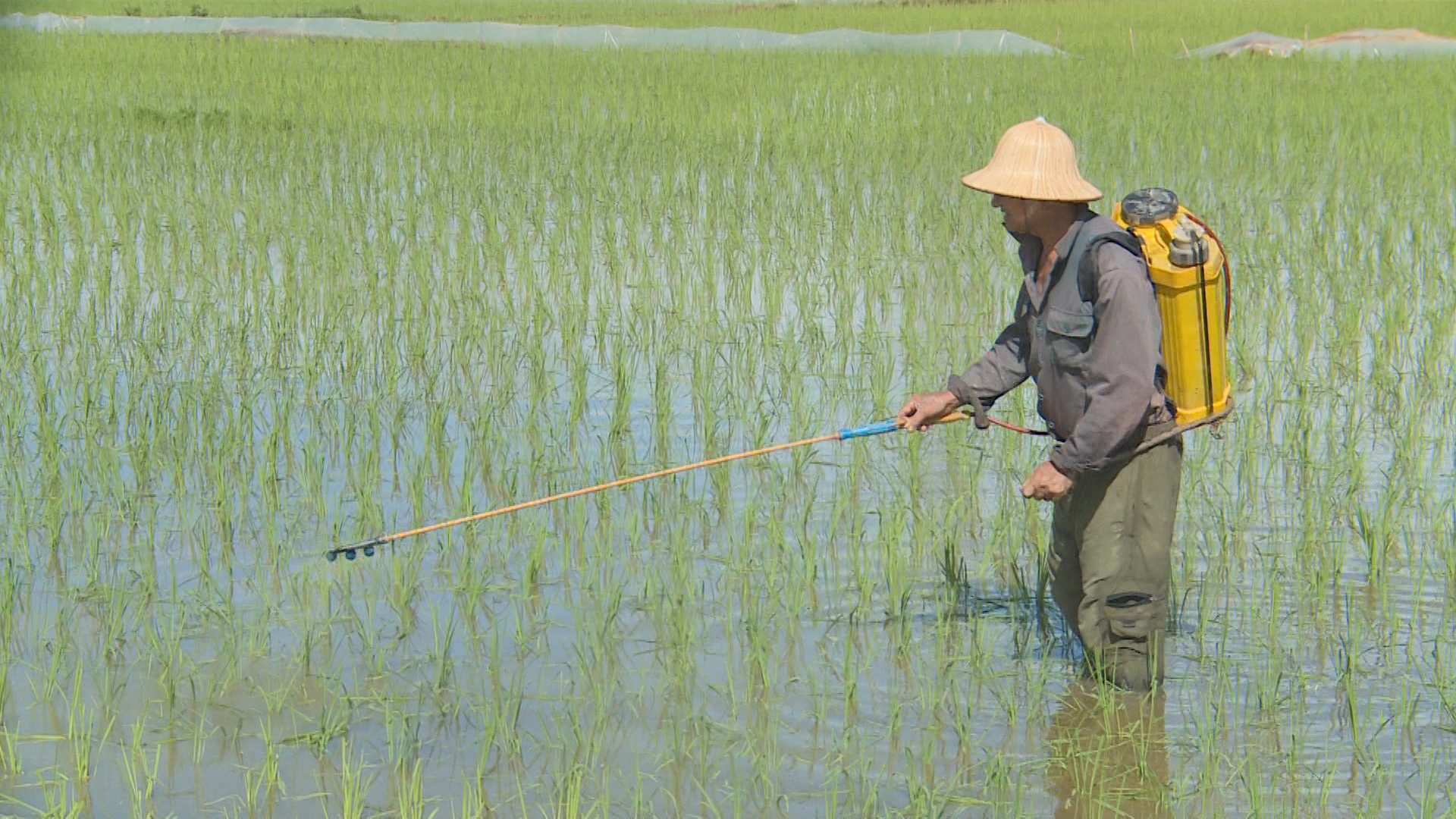 Chủ động phòng, trừ sâu bệnh trên lúa Xuân
