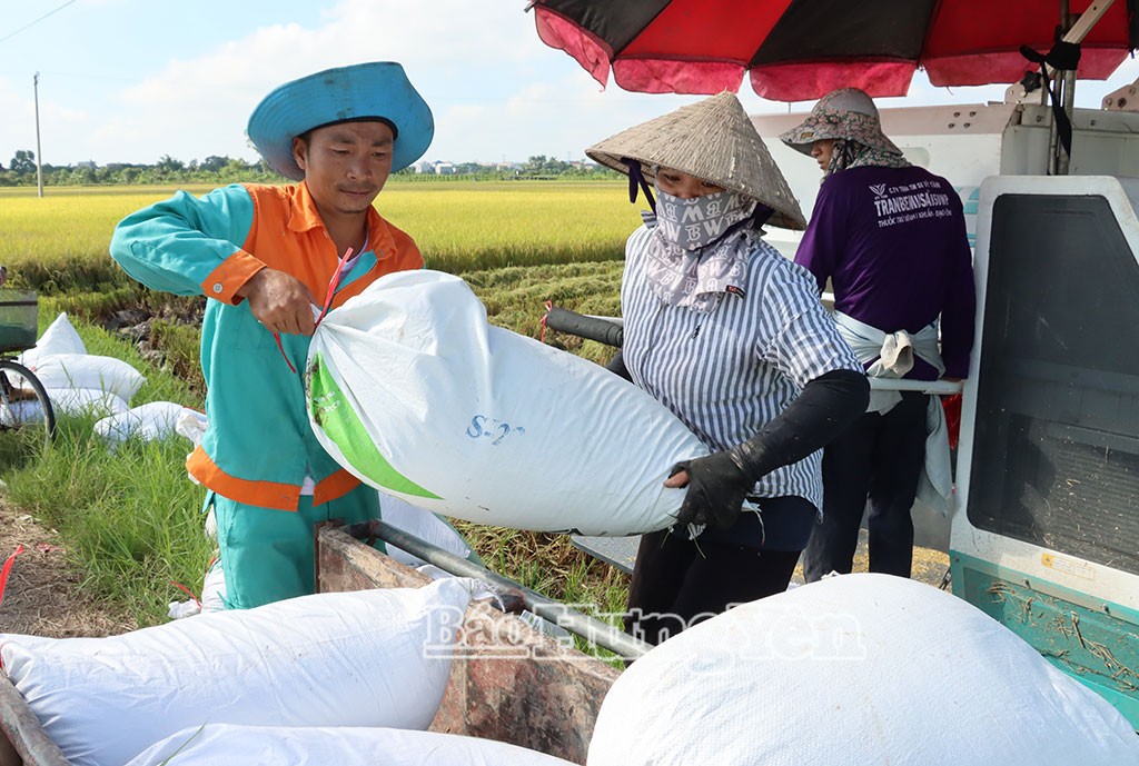 Xã Tiên Hưng: Khẩn trương thu hoạch lúa mùa