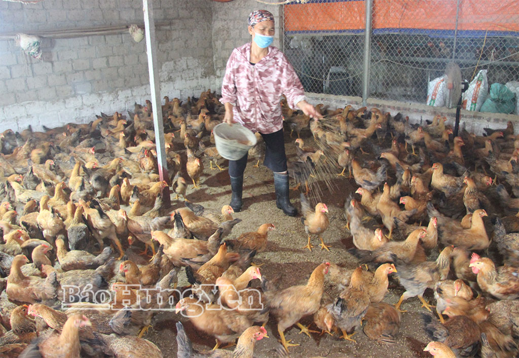 Xã Vạn Xuân phòng, chống dịch bệnh, bảo vệ đàn gia súc, gia cầm
